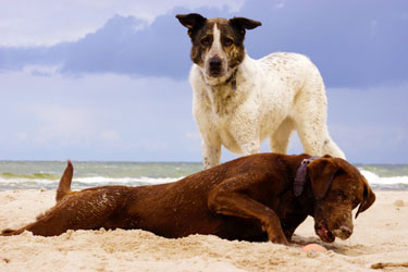 Hundebetreuung Friedrichshain 1